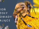 Chroń pszczoły i inne owady zapylające! 